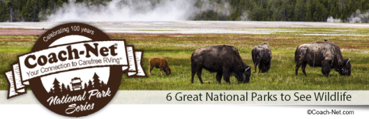 National Park Wildlife